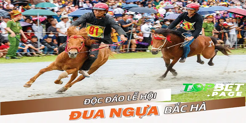 Giới thiệu tổng quan về đua ngựa Bắc Hà